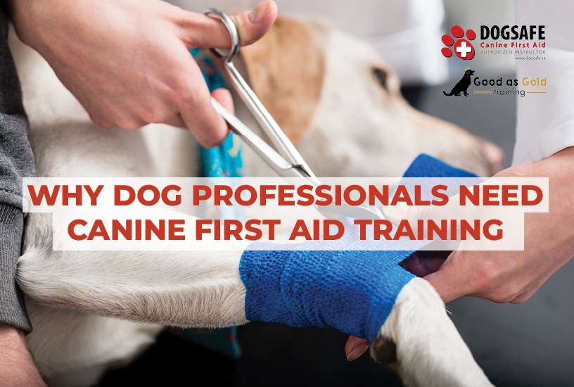 Canine First Aid